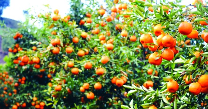 सुन्तला बेचेर दोसल्लेमा ५० लाख भित्रियो, किसान उत्साहित 