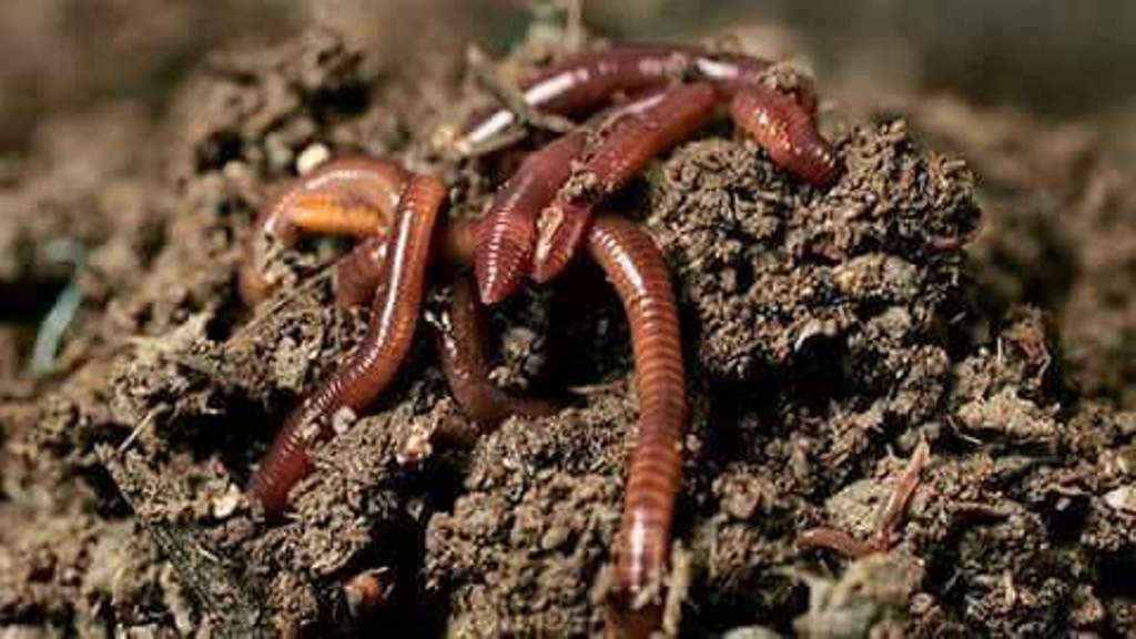 गड्यौलापालनको महत्व बुझ्दै किसान