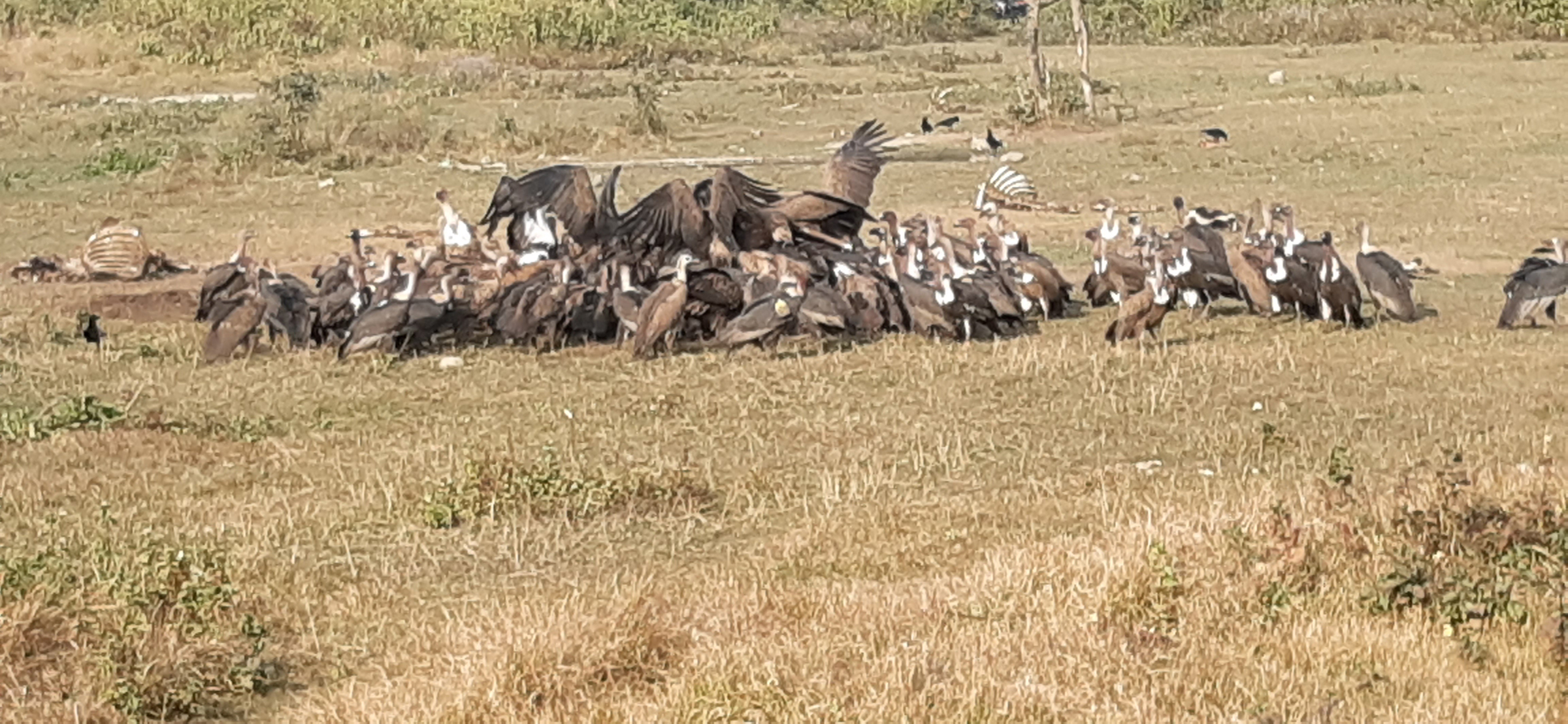 गिद्ध भेला हुने जटायु रेष्टुरेण्ट, पर्यटकिय क्षेत्र बन्दै  