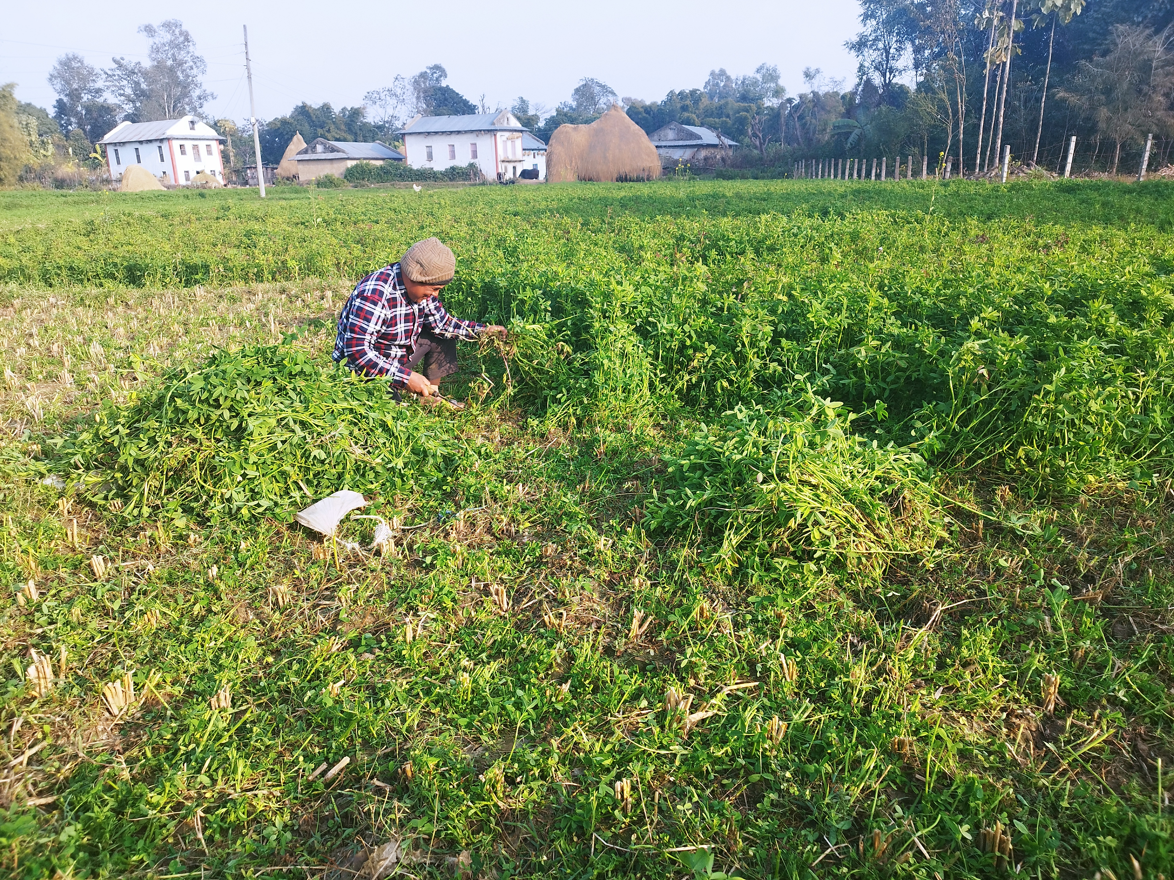 घाँस र पशुपालन गरेर आम्दानी बढाउँदै शिक्षक 