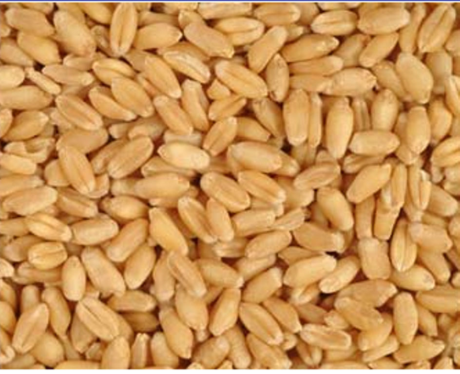 गहुँको समर्थन मूल्य  प्रतिक्विन्टल ३ हजार १६५  निर्धारण :  गत वर्षभन्दा रु ५४ बढी