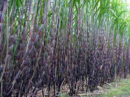 बगरको उखुखेतीबाट किसानको आम्दानी बढ्यो 