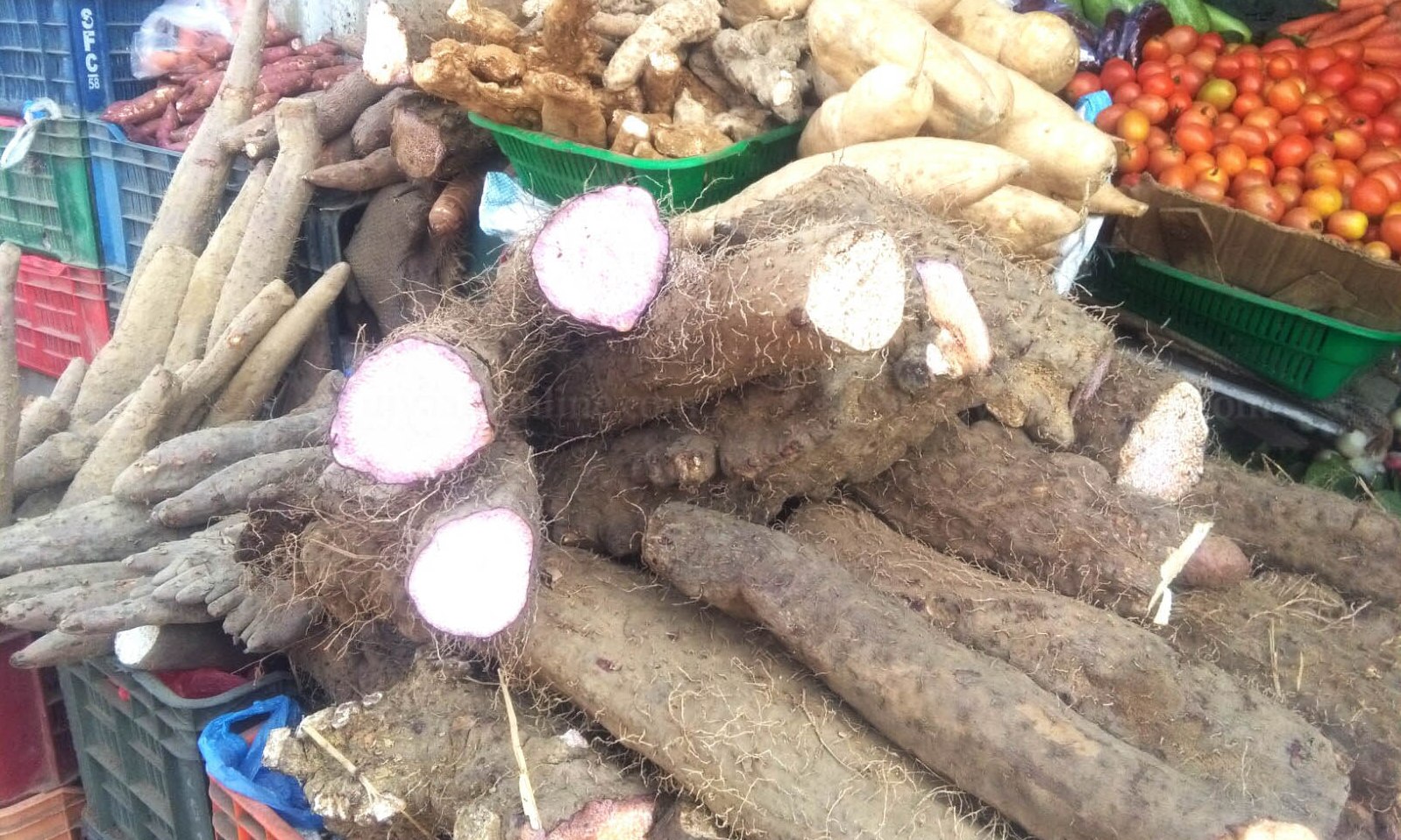 माघे सैक्रान्तिमा तरुलको माग बढ्यो 