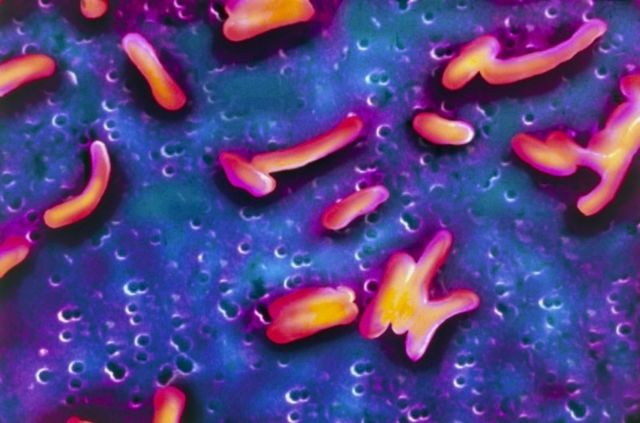 भक्तपुर र हेटौँडामा पनि भेटिए हैजाका बिरामी