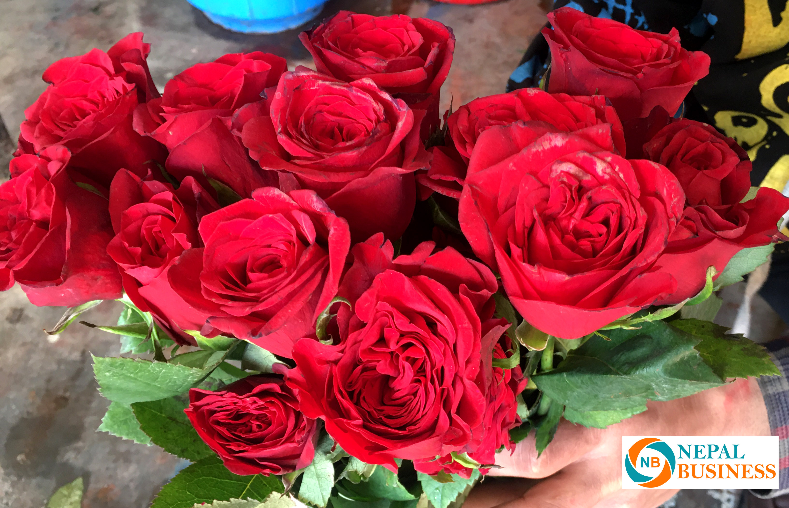 प्रेम दिवसमा गुलाब फूलको २ करोड रुपैयाँको कारोबार, लक्ष्यभन्दा कम कारोबार–अध्यक्ष तामाङ