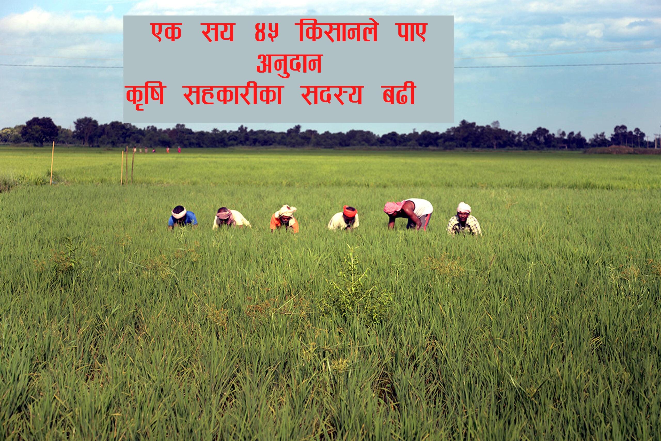 १ सय ४५ कृषकलाई ८१ लाख अनुदान, कृषि सहकारी सदस्य बढि 