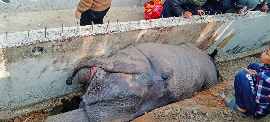 गैँडा मरेको घटनामा निर्माण कम्पनीका सञ्चालकलाई पक्राउ पुर्जी