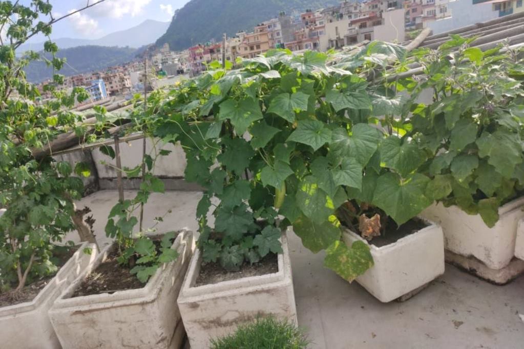 भक्तपुरमा कौशीखेती मेला