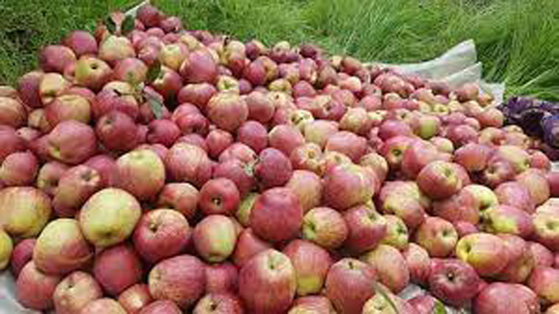 जुम्लामा फल्यो ६ हजार मेट्रिक टन स्याउ : किसानलाई व्यवस्थापनमा चटारो