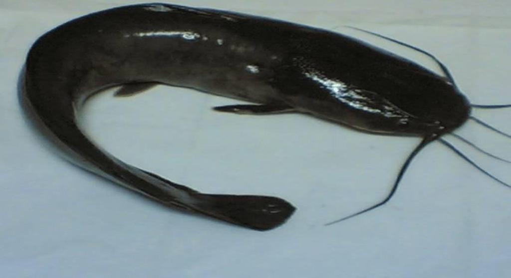 सुर्खेतमा दुई क्विन्टल माछा जंगलमा गाडियो, किन ?