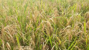 चितवनमा धान उत्पादन घट्यो