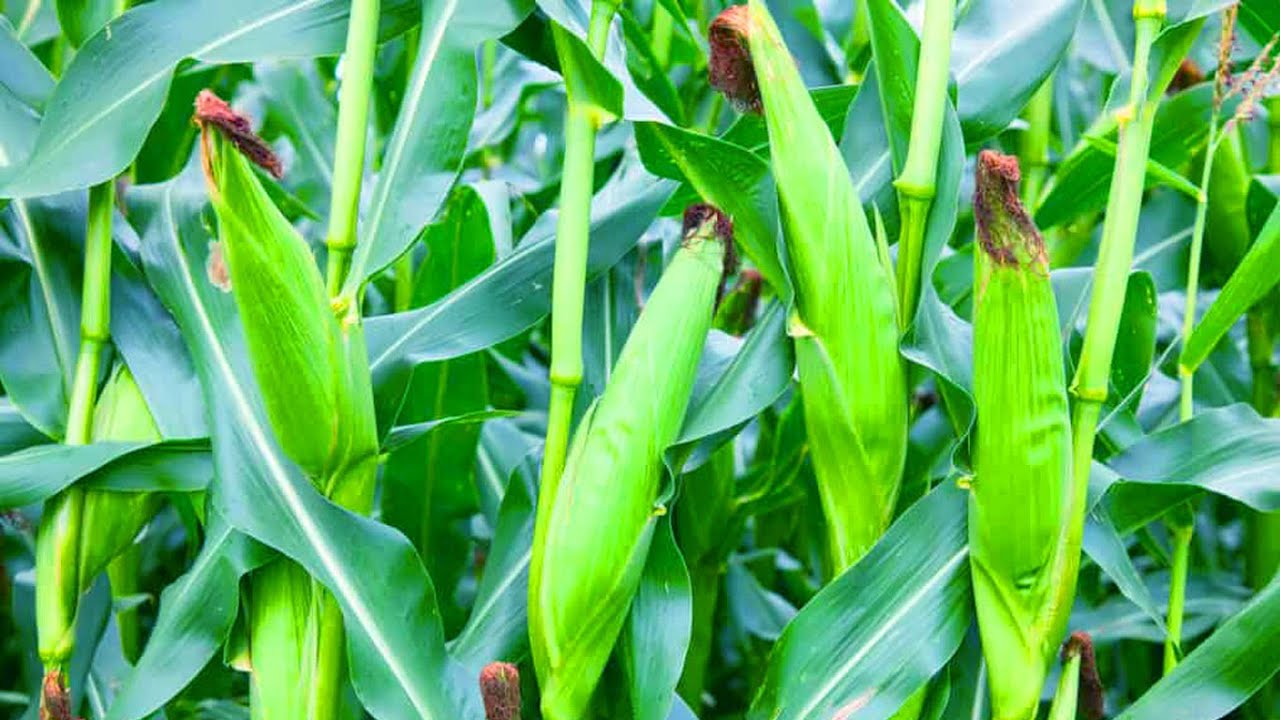 मकै जोन कार्यक्रमबाट किसान उत्साहित