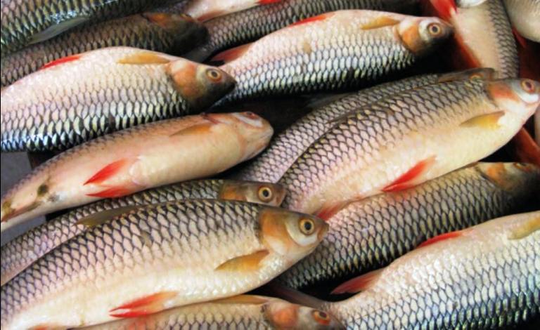 भारतबाट अवैधरूपमा भित्र्याइएको ६४० केजी माछा नष्ट