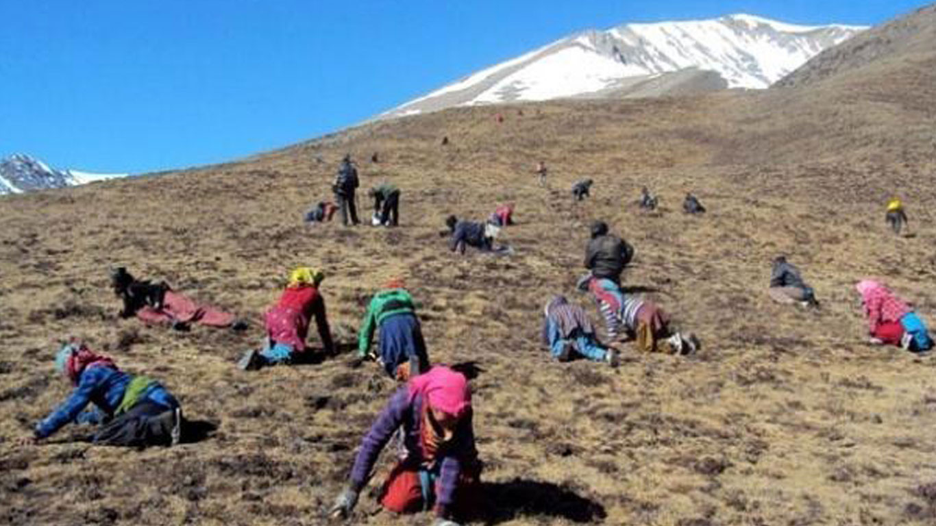 यार्सागुम्बा सङ्कलनमा व्यस्त मनाङवासी, क–कसले पाउँछन संकलनको अनुुमती ?