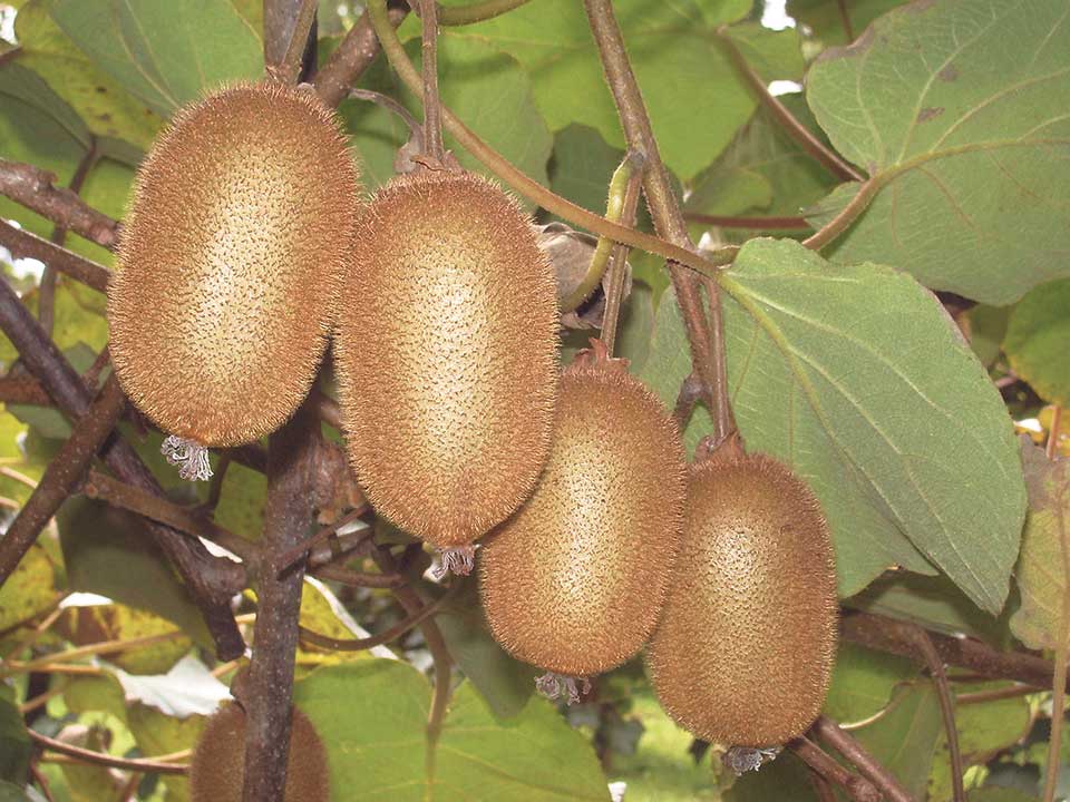 नेपाली किबीको बिरुवा भूटानमा निर्यात