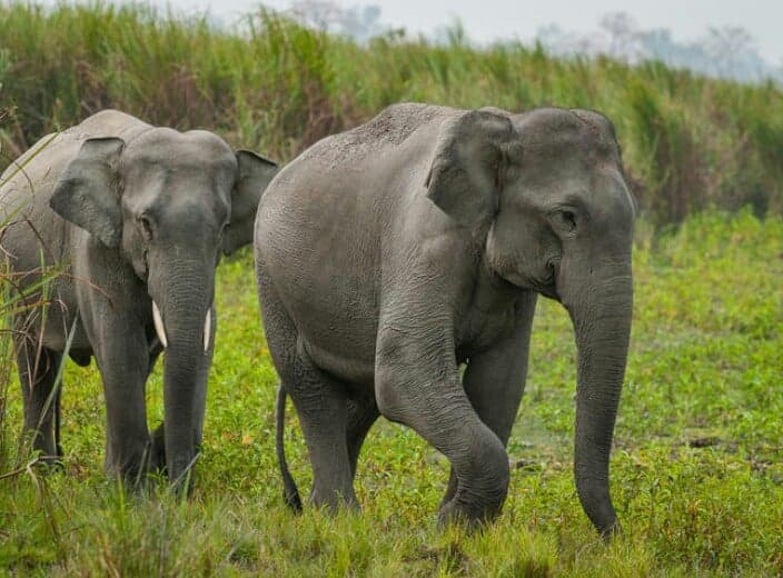 नियम विपरित काम गरेका ध्रुवे, रोनाल्डो र गोविन्देको कथा 