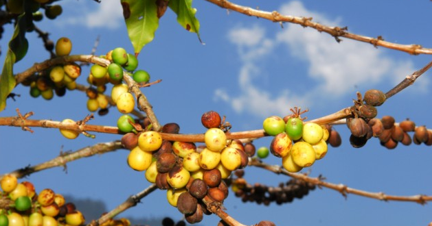 सिन्दुरे रोगले  कफीका बोट सुक्न थाले