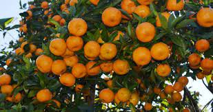 दुई लाख ८६ हजार किलोग्राम सुन्तलाबाट चार करोडको निकासी 