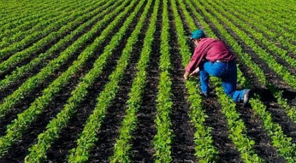 कृषिमा व्यापक देखिँदै जलवायु परिवर्तनको असर, खाद्य र पशुपालनमा प्रविधिको प्रयोग बढाउन जोड