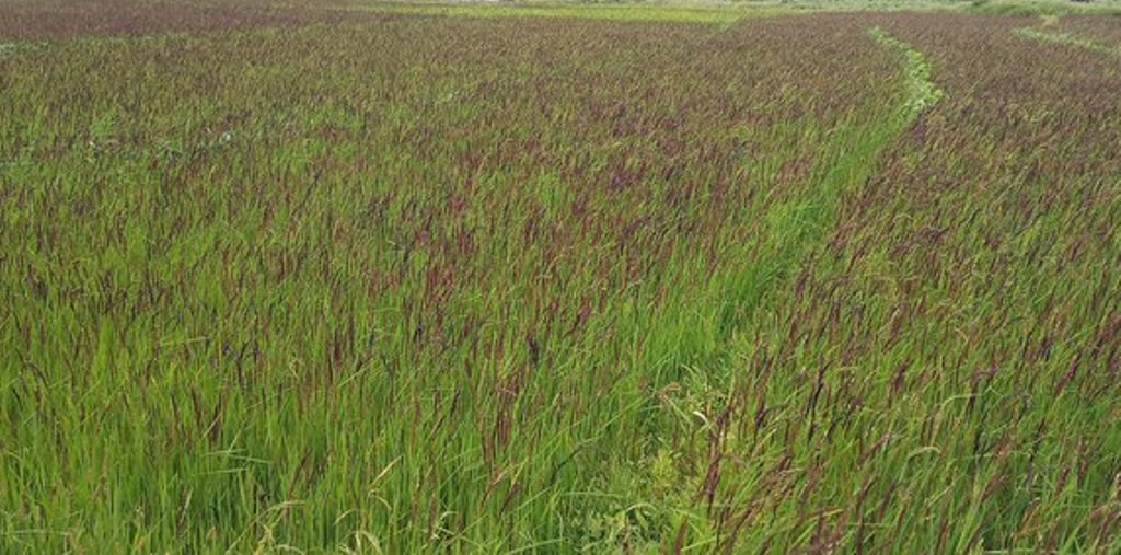 चैत २० : जुम्लीका लागि कालीमार्सी धानको बीउ राख्ने विशेष दिन, विदेशमा समेत माग बढ्दो  