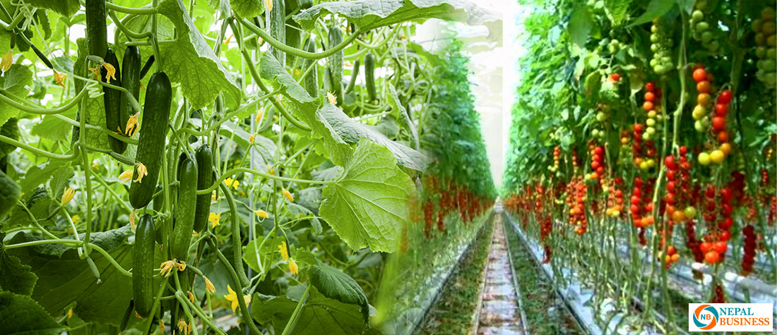 व्यवसायिक खेतीतर्फ आकर्षित गर्न कृषकलाई २७ लाख अनुदान