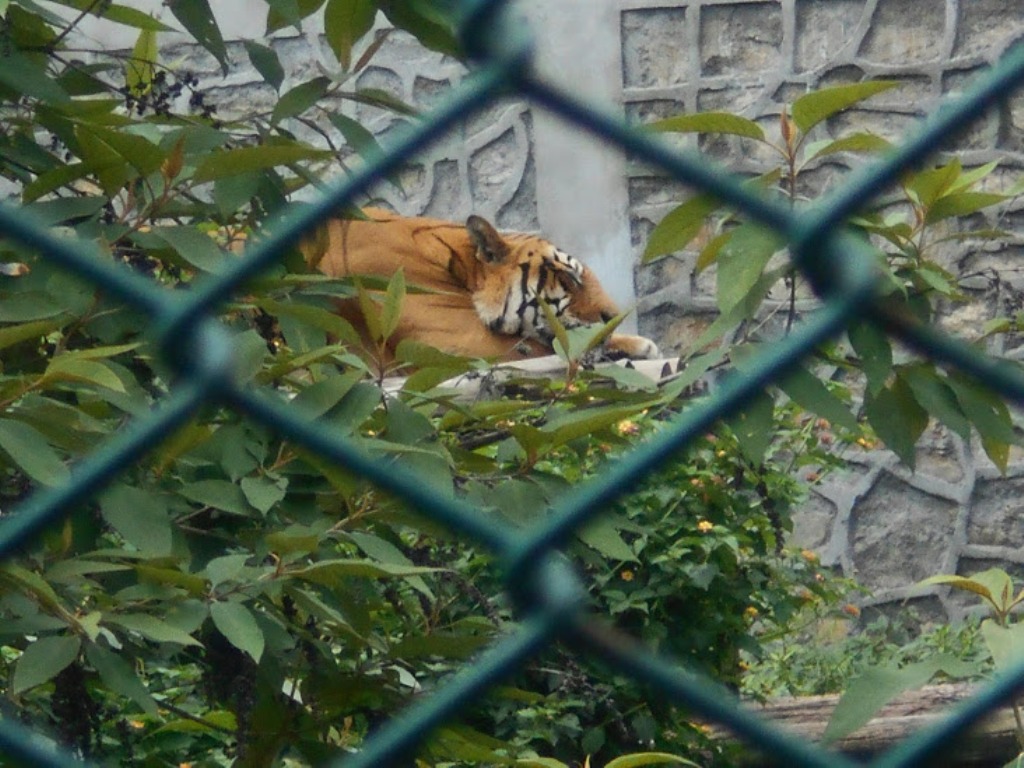 एक अर्बमा बन्दै वीरगञ्जमा सदर चिडियाखाना