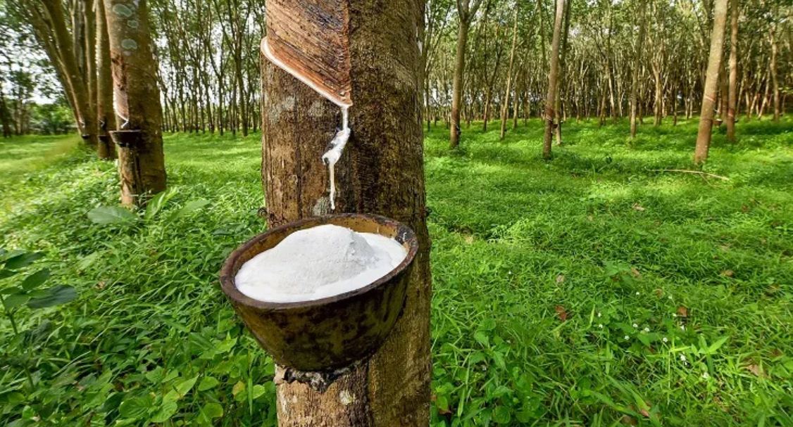 झापामा रबर उद्योग, सरकारले दियो ४० लाख अनुदान