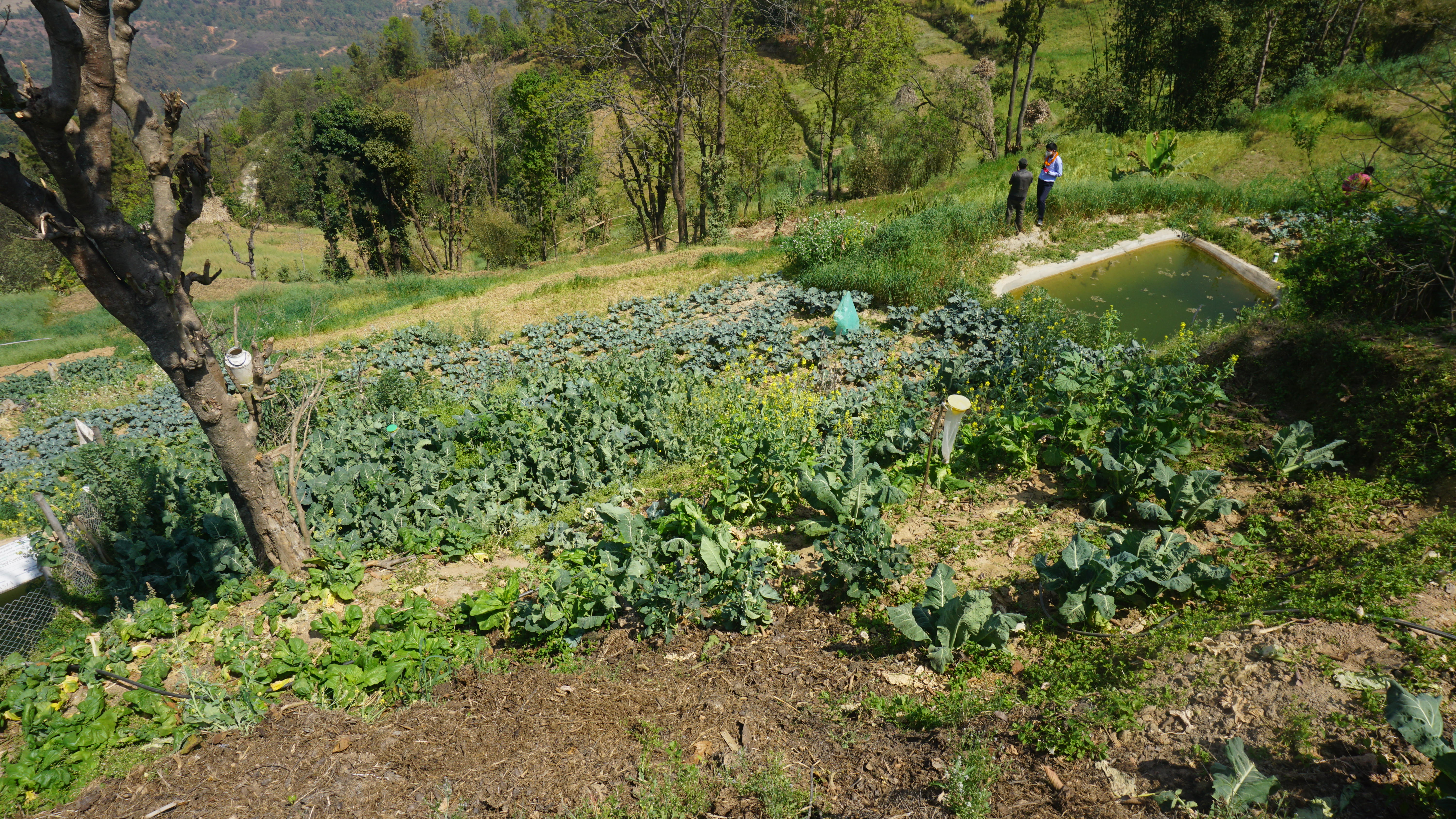 तरकारीले काभ्रेका सुख्खा पाखा बाह्रै महिना हरियाली, आकासे पानीले फेरिदियो मुहार, सुकेको मुल पनि फर्कियो 