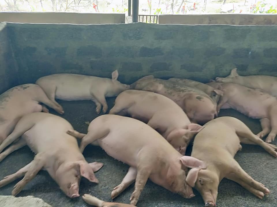 अफ्रिकन स्वाइन फिवरबाट पनौतीको बङ्गुरमा व्यापक क्षति, ६०७ बंगुर मरिसके