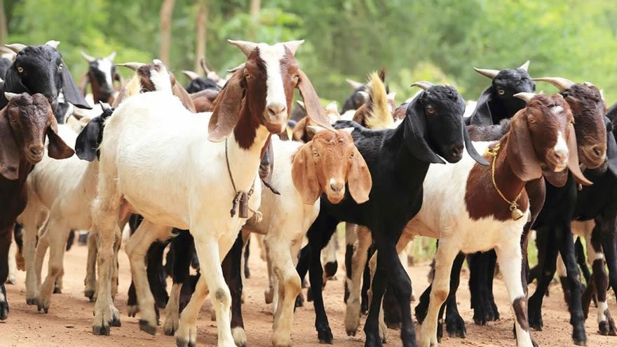 काठमाण्डौं उपत्यकामा दसैँलाई करिब तीन हजार गोटा खसीबोका र च्याङ्ग्रा ल्याउने तयारी