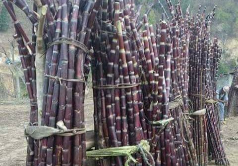 ४६ रुपैयाँले बढ्यो उखुको मूल्य