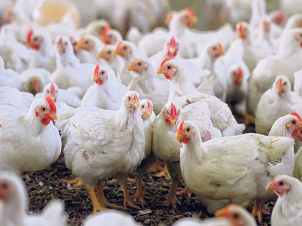 मोरङमा देखाप¥यो बर्डफ्लु संक्रमण