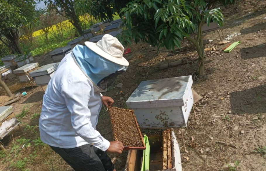 ४० वर्ष पढाए पछिको मौरीपालन व्यवसाय 