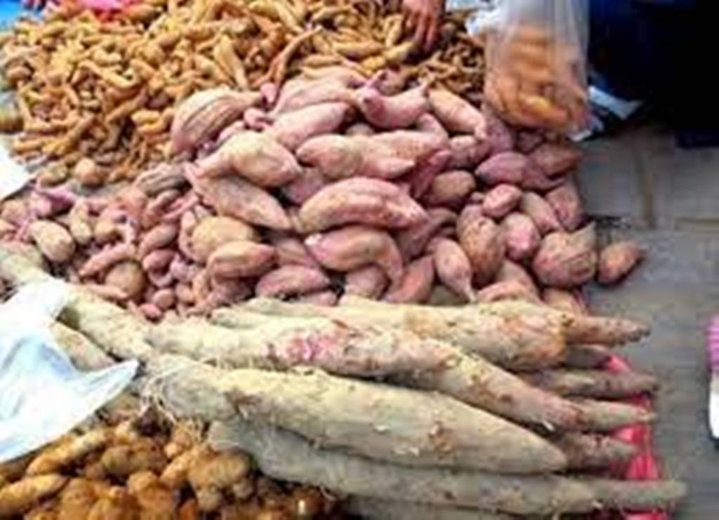 बढ्यो कन्दमूलको कारोबार, पुसमा मात्रै एक हजार ८०० मेट्रिक टनको व्यापार