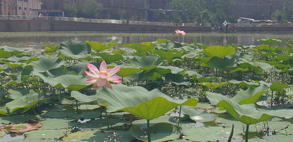 व्यक्तिका नाममा भक्तपुरको ऐतिहासिक कमल पोखरी, कहिले हुने सार्वजनिक ?