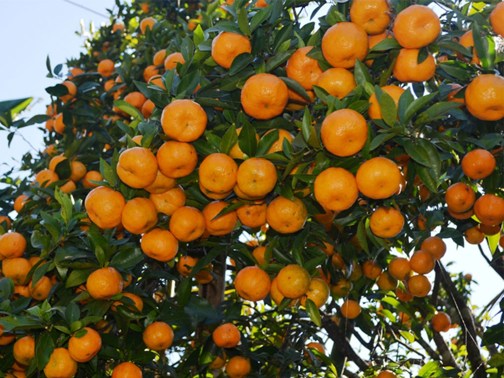 साना किसान कृषि सहकारी संस्थाको शीतभण्डारले सुन्तला किसानलाई फाइदा