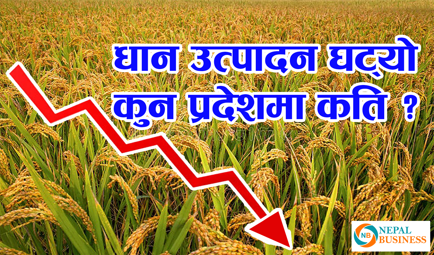 धान उत्पादन पाँच वर्षयताकै कम, कुन प्रदेशमा कती उत्पादन ?