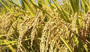 बारामा ३अर्ब ५४ करोडको धान उत्पादन