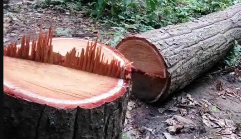 मुग्लिङ पोखरा सडक विस्तारः तनहुँ खण्डमा धमाधम रुख कटान