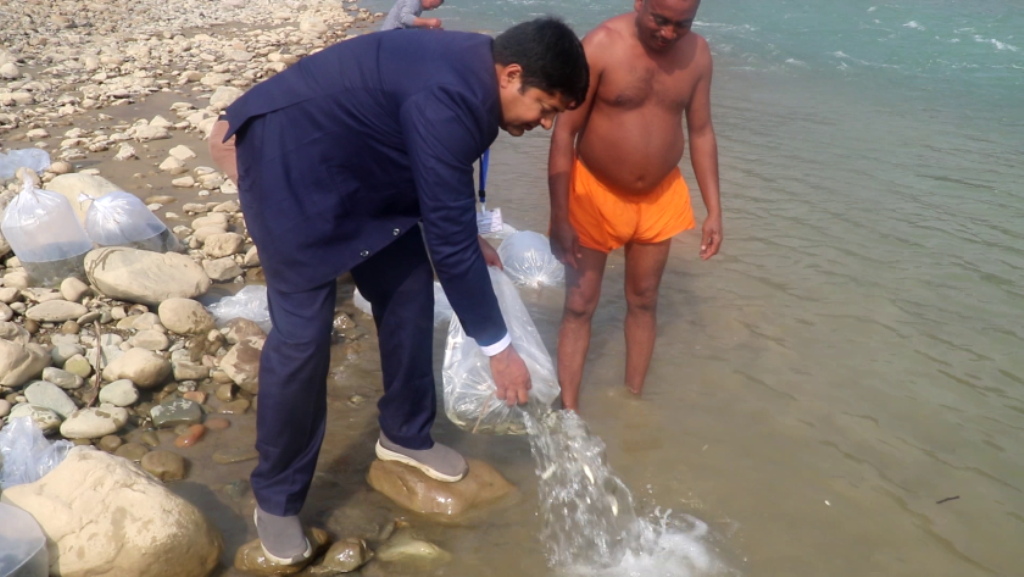 कालीगण्डकीमा ३१ हजार माछा थप, प्राकृतिक जलाशयमा माछा प्रवद्र्धन योजना 