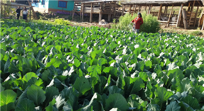 थारु समुदायमा व्यावसायिक तरकारी खेतीले आर्थिक परिवर्तन
