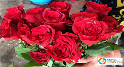प्रेम दिवसमा गुलाब फूलको २ करोड रुपैयाँको कारोबार, लक्ष्यभन्दा कम कारोबार–अध्यक्ष तामाङ