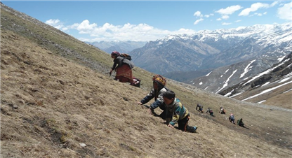 यार्सा संकलनमा क्रममा मुगुमा २ जनाको मृत्यु