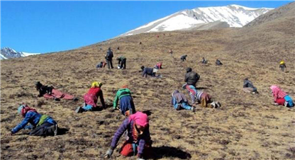 यार्सागुम्बा सङ्कलनमा व्यस्त मनाङवासी, क–कसले पाउँछन संकलनको अनुुमती ?